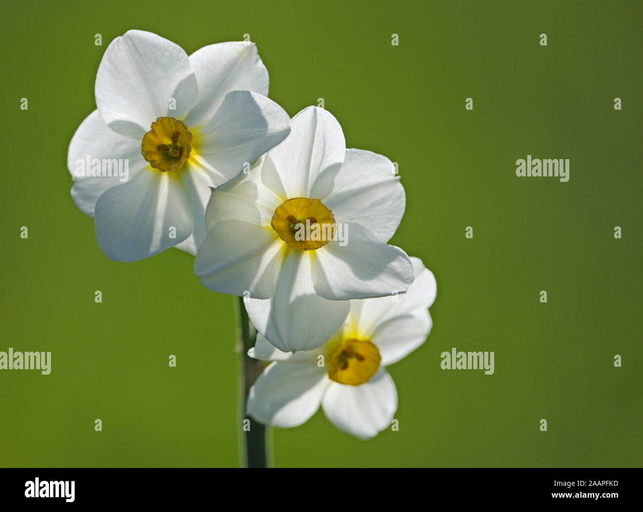 Osterglocke Narzissen (Narcissus pseudonarcissus) Stock Photo