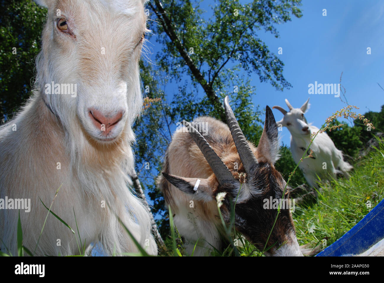 struggling,fighting goats Stock Photo
