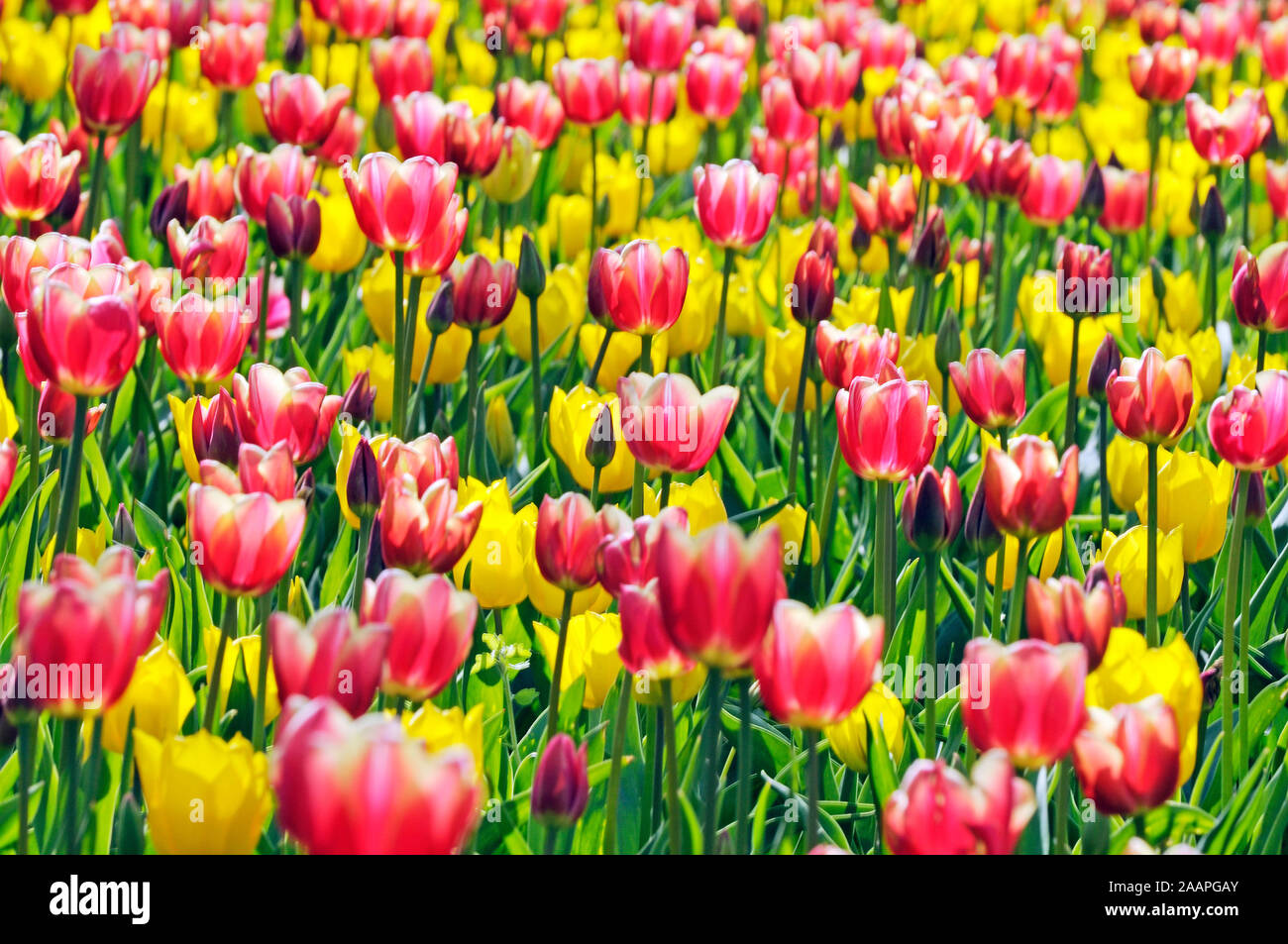 Tulpen, Tulipa spp Stock Photo - Alamy