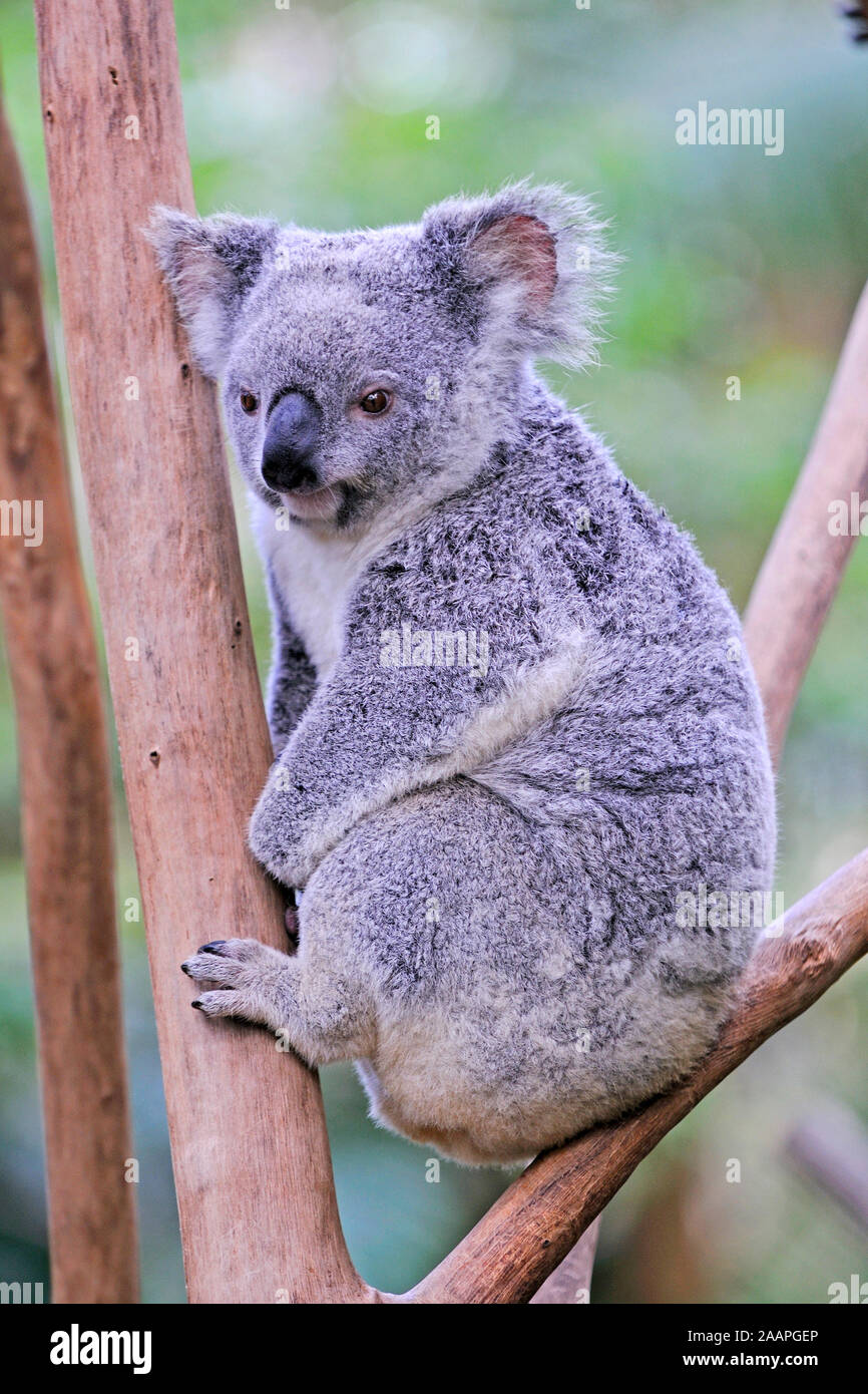 Koala Bar Phascolartus Cinereus Queensland Australien Stock Photo Alamy Koala Bar Phascolartus Cinereus Queensland Australien Stock Photo Alamy
