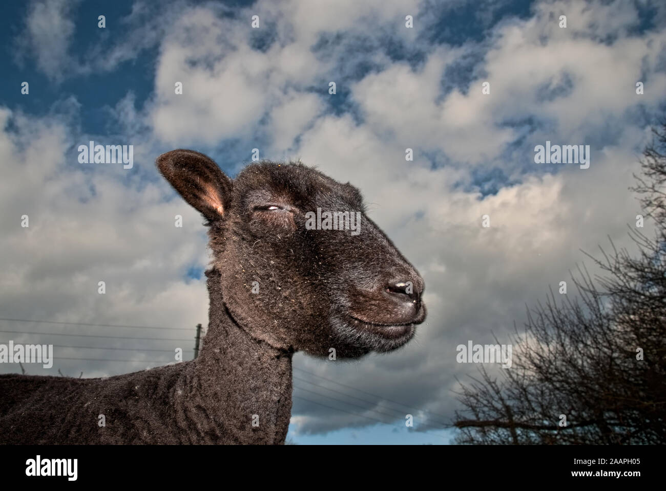 New sheared sheep in the nature Stock Photo