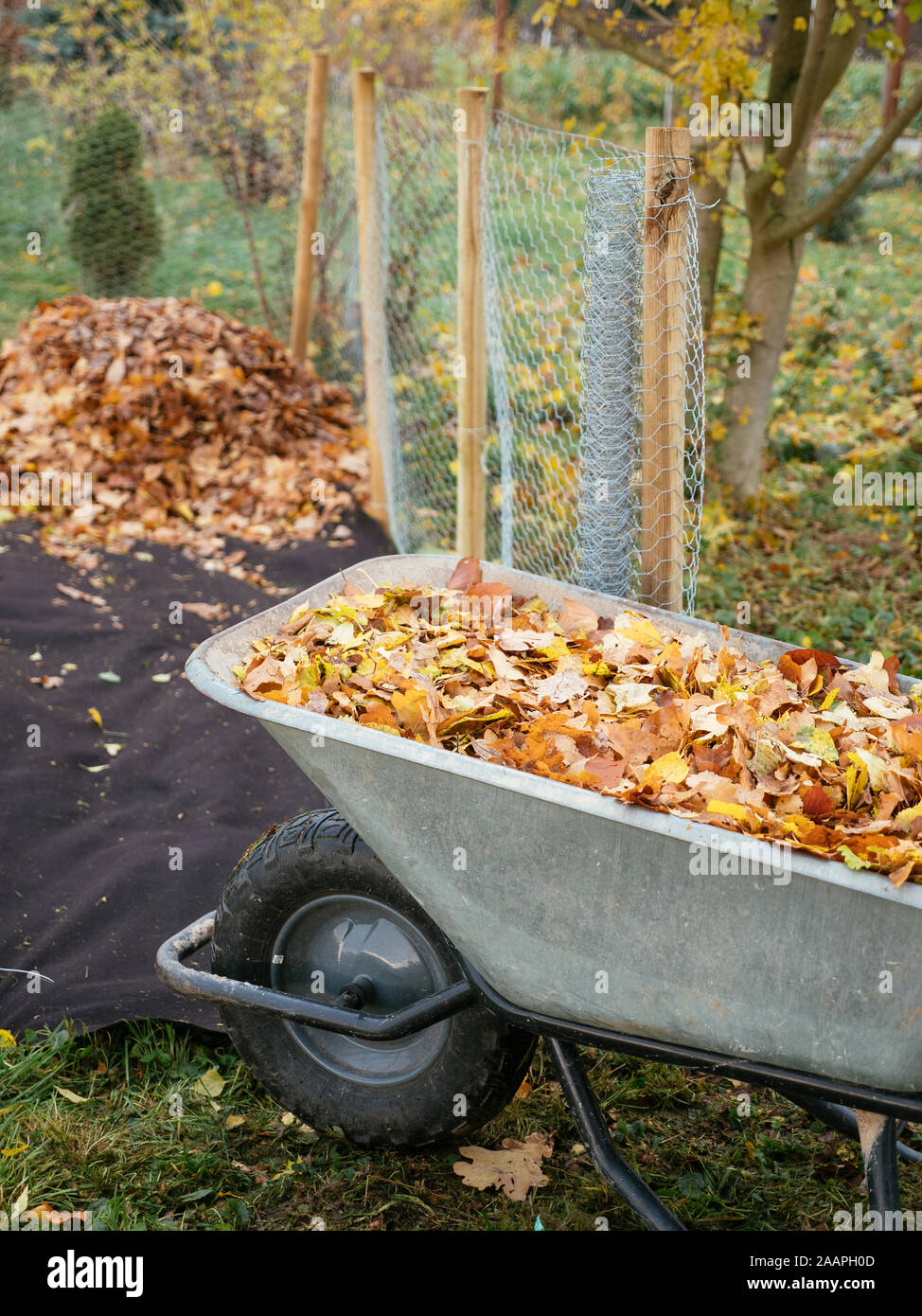 Leaf cage with biodegradable ground cover being filled with leaves to make leaf mold. Stock Photo