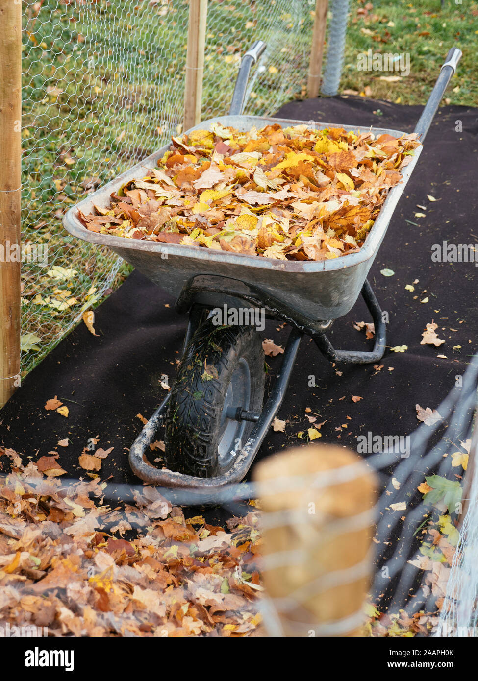 Leaf cage with biodegradable ground cover being filled with leaves to make leaf mold. Stock Photo