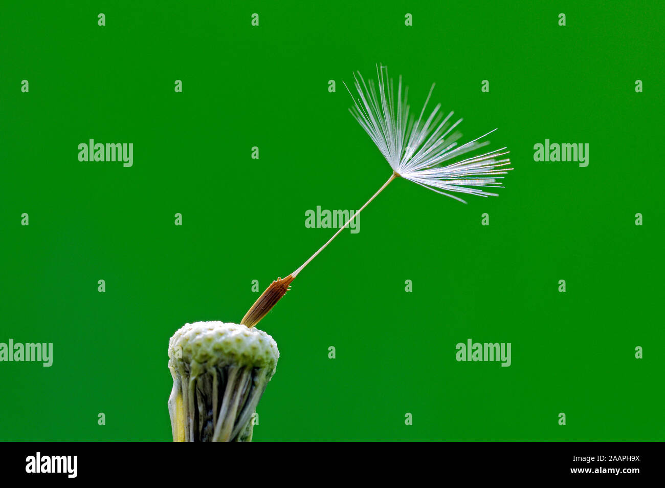 Einzelner Samen des Löwenzahn Stock Photo