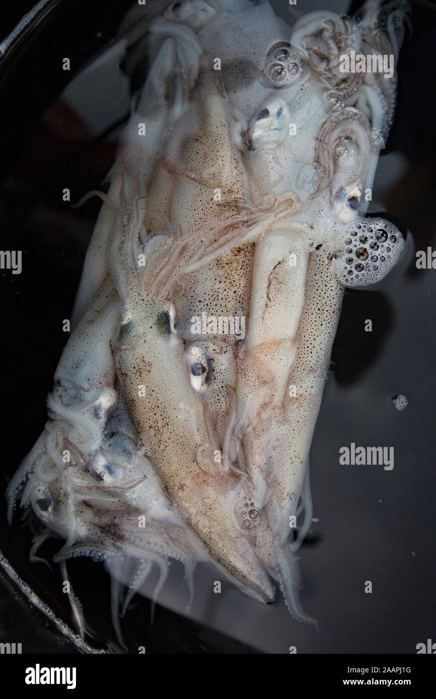 Frozen squid imported into the UK being defrosted in a bucket of water on  board a fishing boat to be used as bait. England UK GB Stock Photo - Alamy