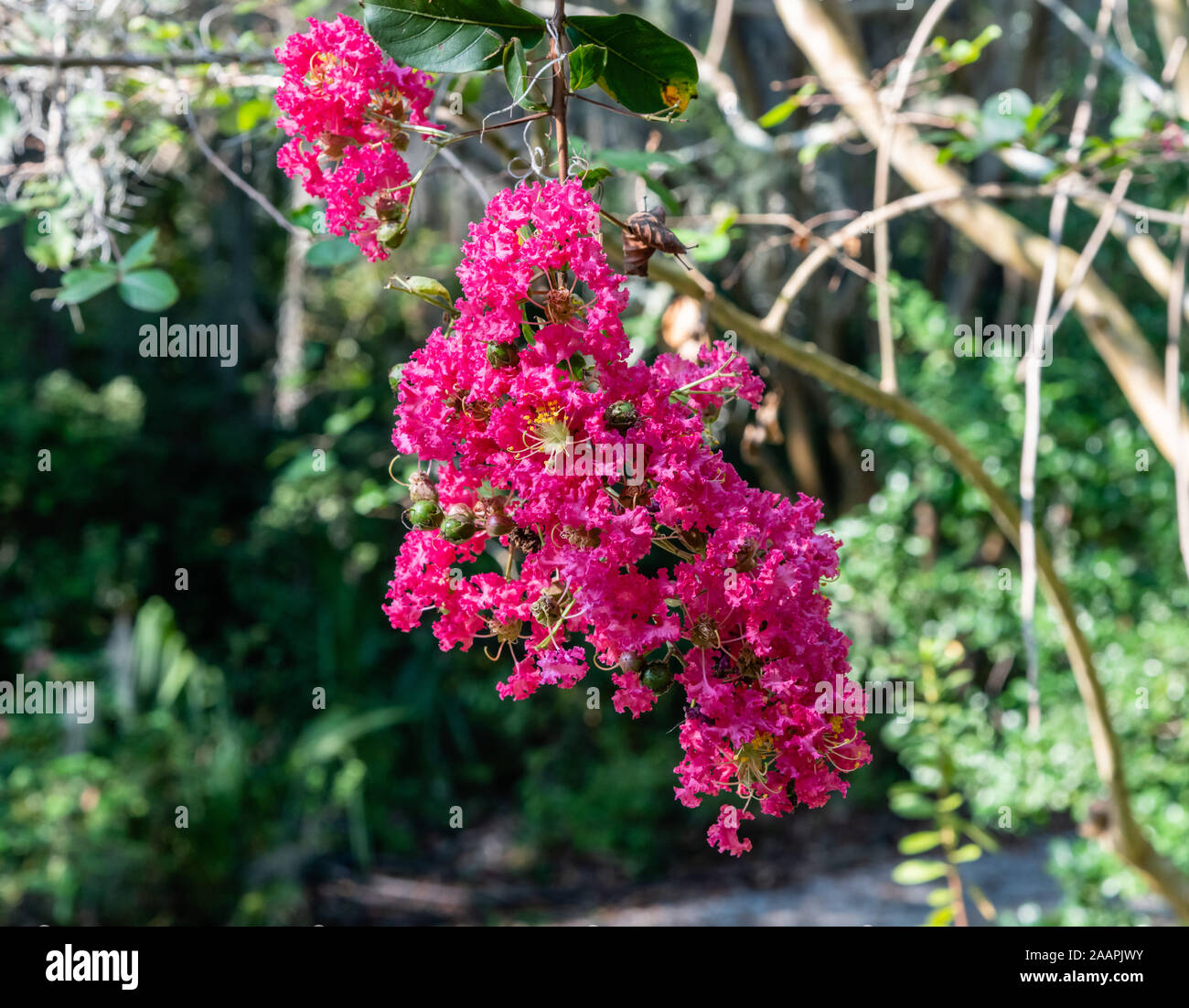 Beautiful crape myrtle flower in Charleston, South Carolina Stock Photo