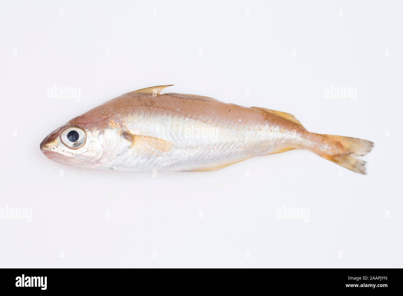 An example of a Poor Cod, Trisopterus minutus, that was caught beach fishing and photographed in a studio on a white background. Dorset England UK GB Stock Photo