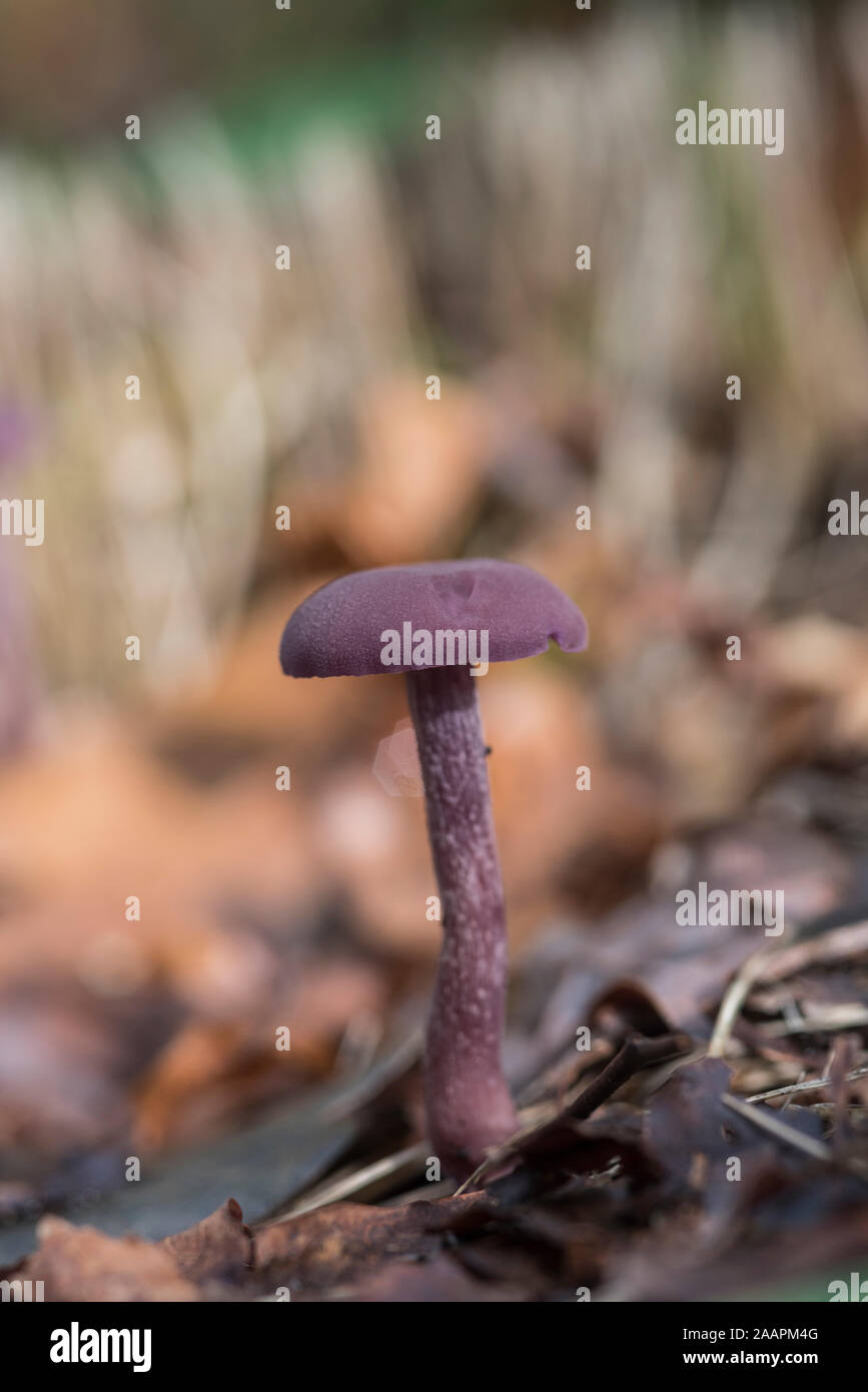 Fungus: Amethyst Deceiver (Laccaria amethystina) Stock Photo