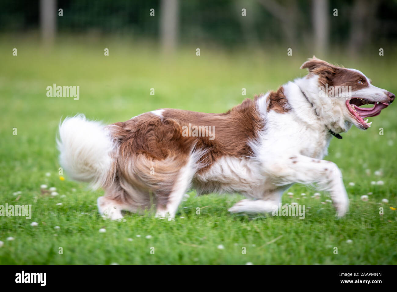 Border Collie Running Through a Field , Bingley, Yorkshire, UK Stock ...