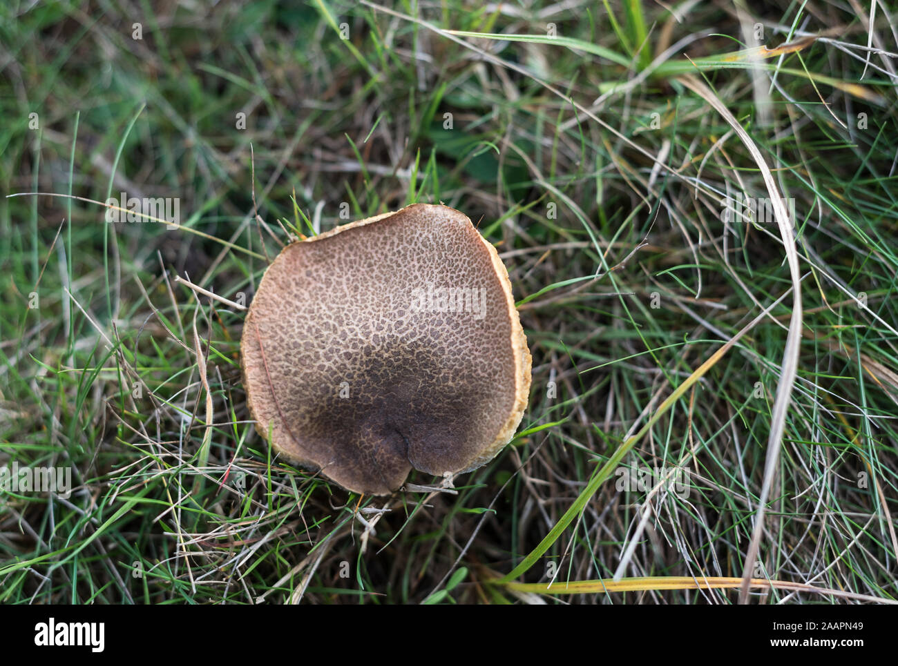 Fungus: Unidentified Boletus sp Stock Photo
