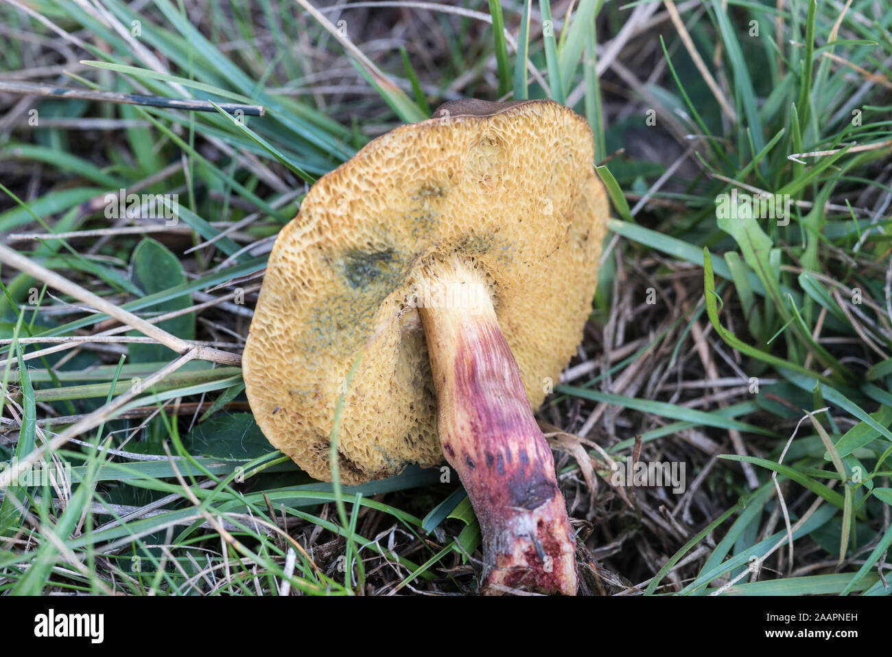 Fungus: Unidentified Boletus sp Stock Photo