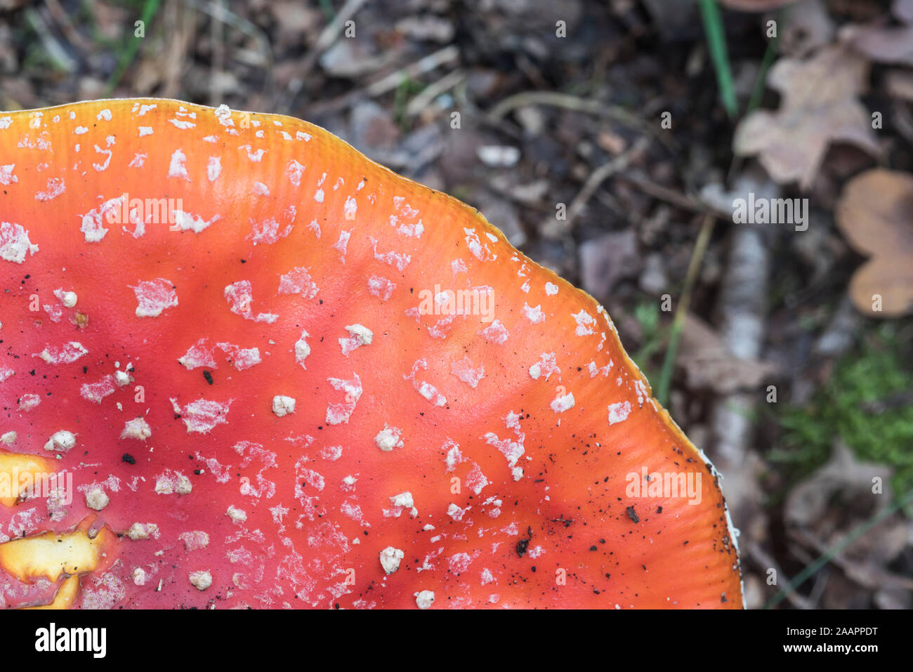 Fungus: Fly Agaric (Amanita muscaria) Stock Photo