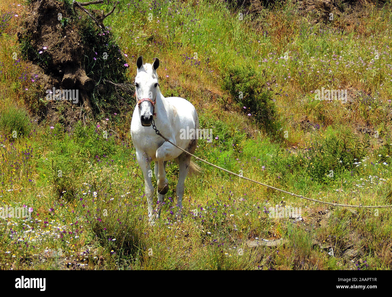 White horse in a flowery meadow Stock Photo - Alamy