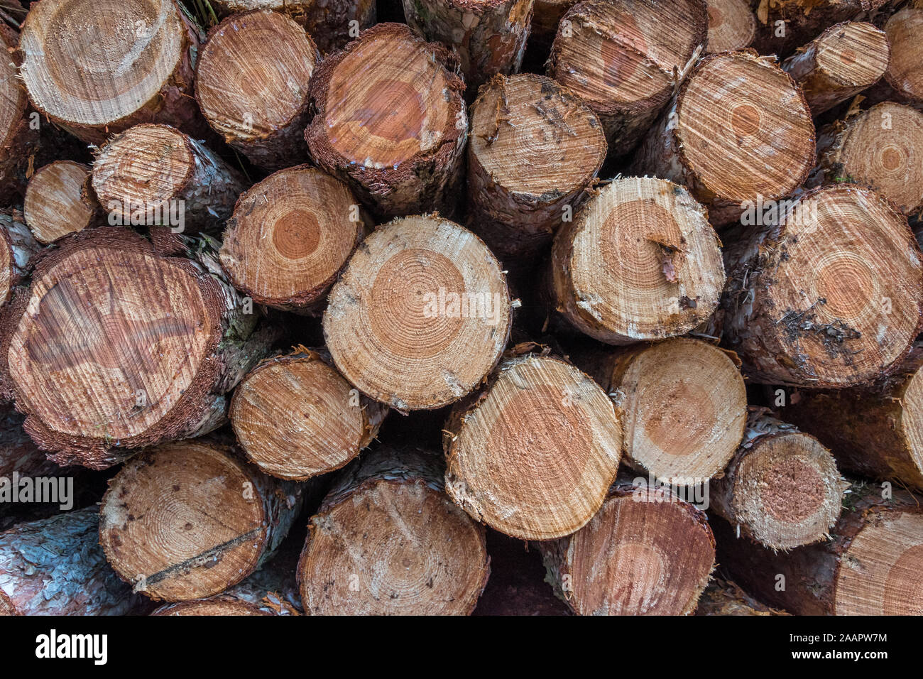 Cut wood in the forrest Stock Photo