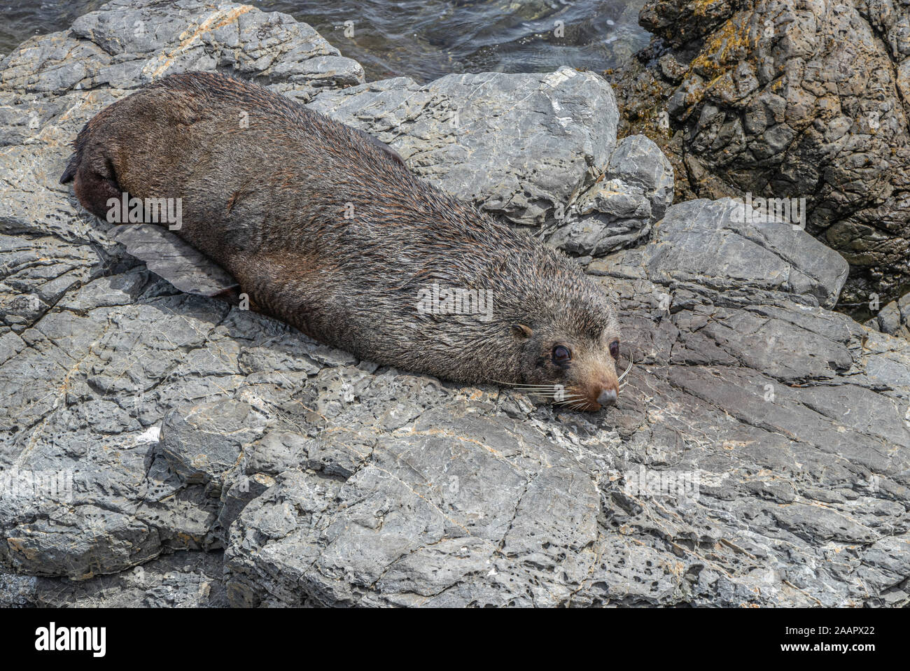 Red Rocks Seals New Zealand Fur Seal relaxing on rocks Stock Photo - Alamy