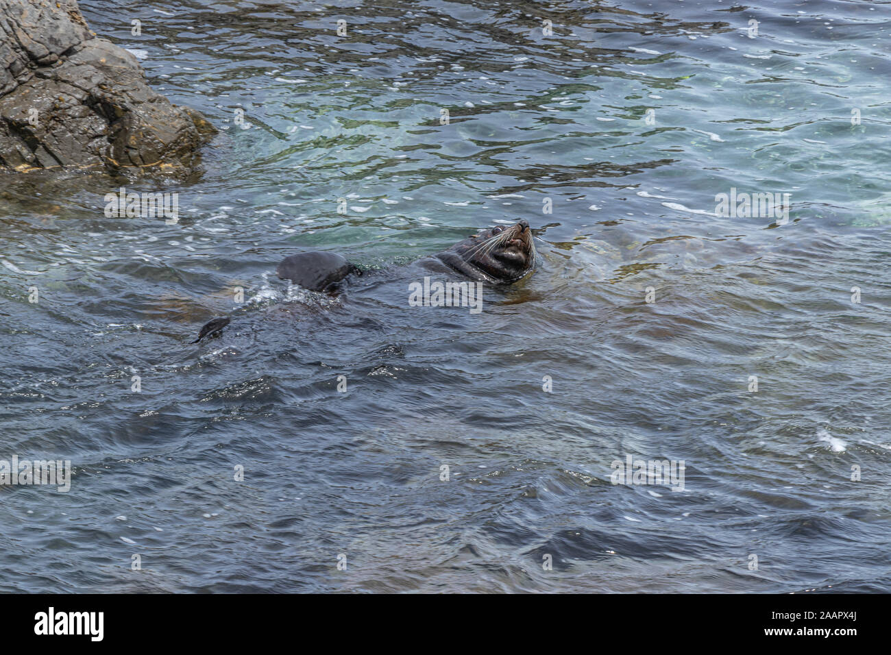 NZ fur seal floating on back in rockpool Stock Photo