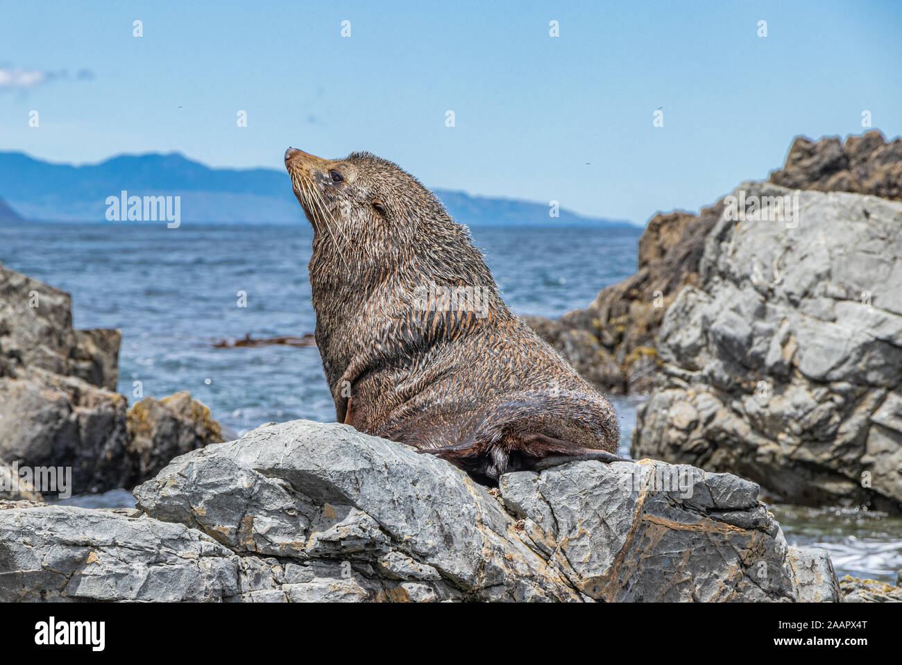 Red Rocks Seals Maori patterns hi-res stock photography and images - Alamy