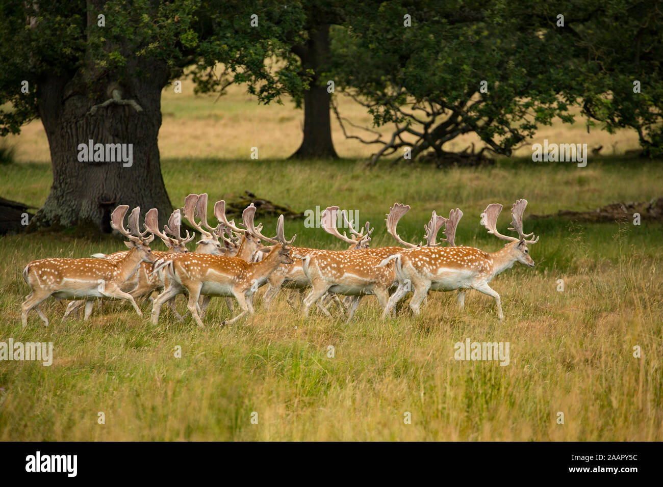 A herd of Fallow Deer, Dama dama, with their antlers in velvet in a deer park. Dorset England UK GB Stock Photo