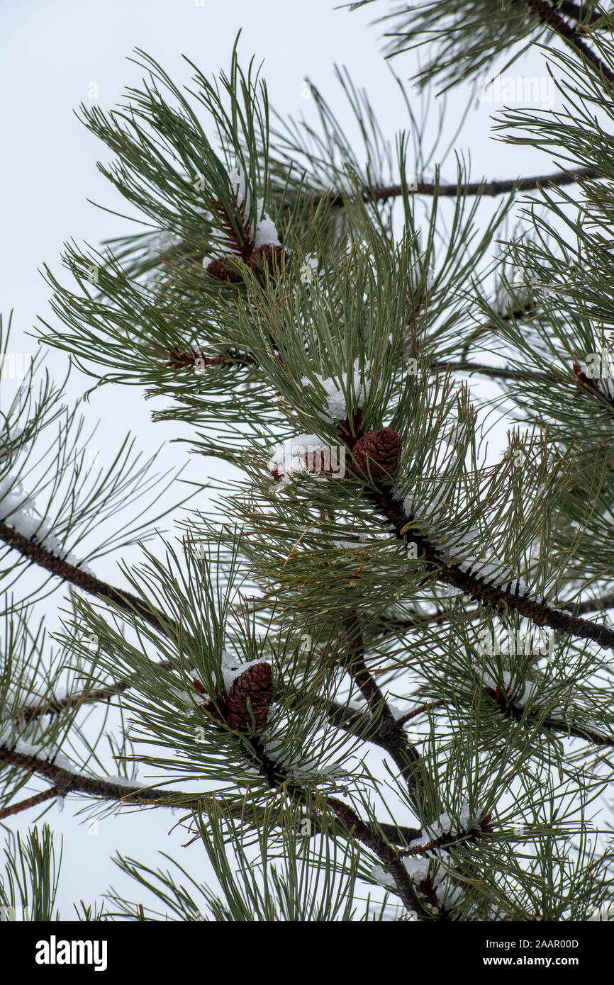 Branch pine tree cones snow hi-res stock photography and images - Alamy