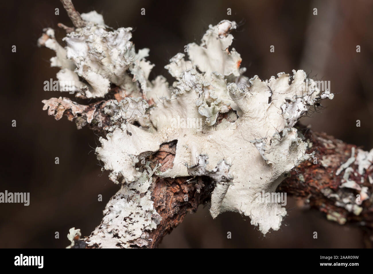 Powdered Ruffle Lichen (Parmotrema hypotropum) Stock Photo