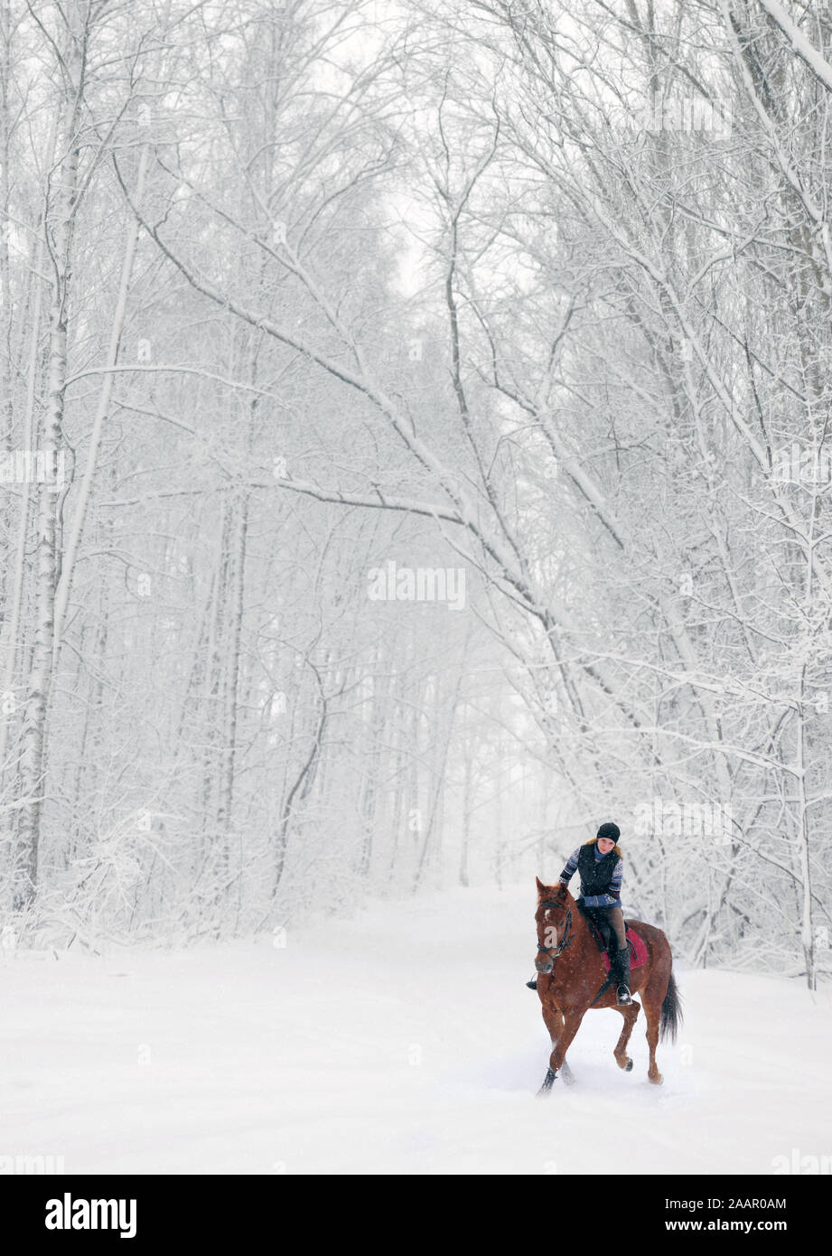 Equestrian  country girl riding her horse in winter forest Stock Photo