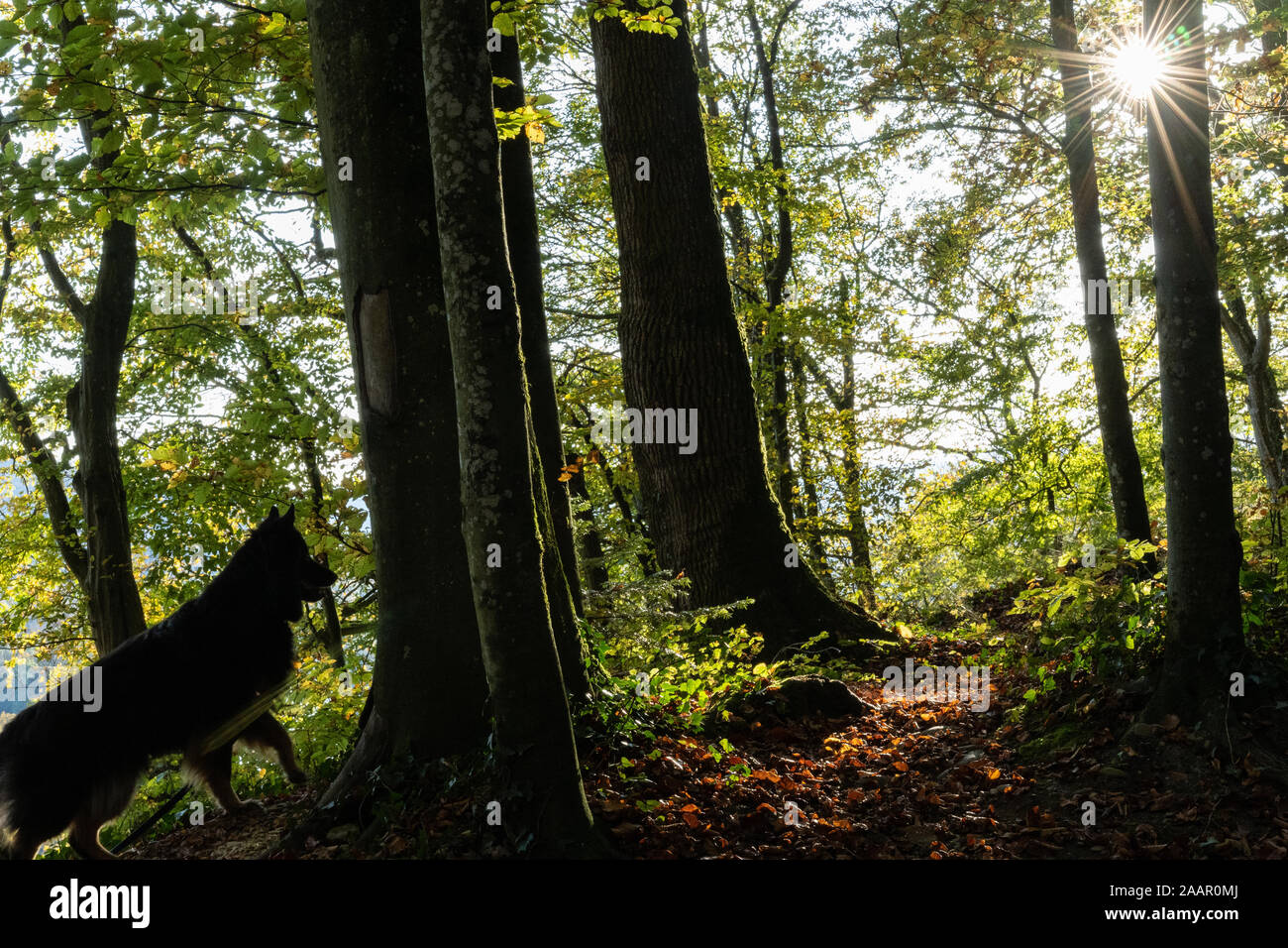 Silhouette of an attentive dog in enchanted woodland in autumn with sun flares between the trees. Mystery moment. For fairytale concept. Stock Photo
