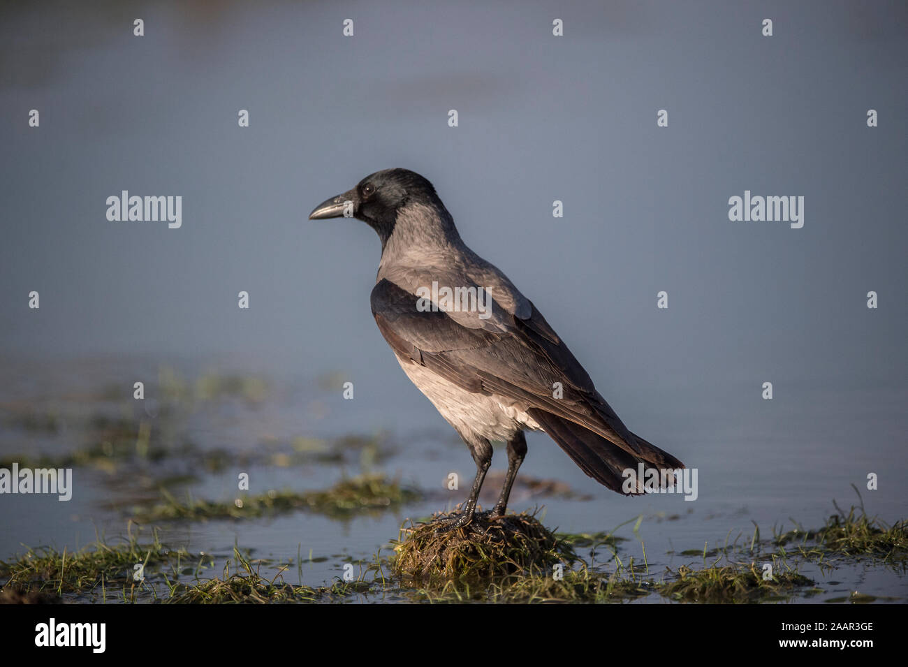 Crow hooded (Corvus corone cornix) in winter, Hortobágy National Park, Hungary Stock Photo