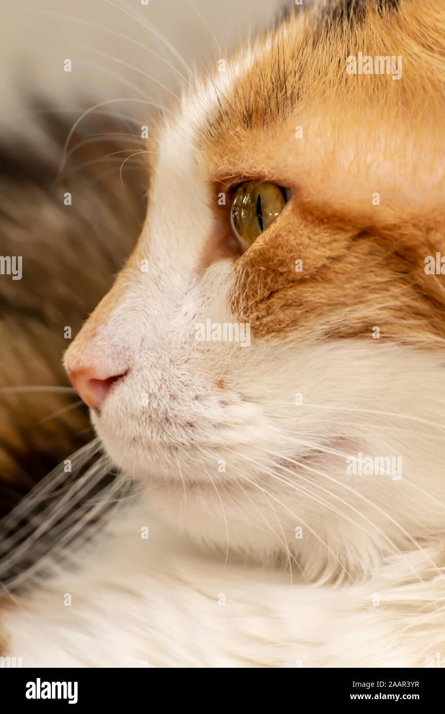 Close Up Street Cat Portrait Of European Shorthair Breed Stock