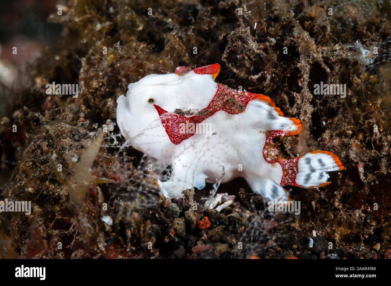 clown frogfish, juvenile, Antennarius maculatus, Tulamben, Bali, Indonesia Stock Photo