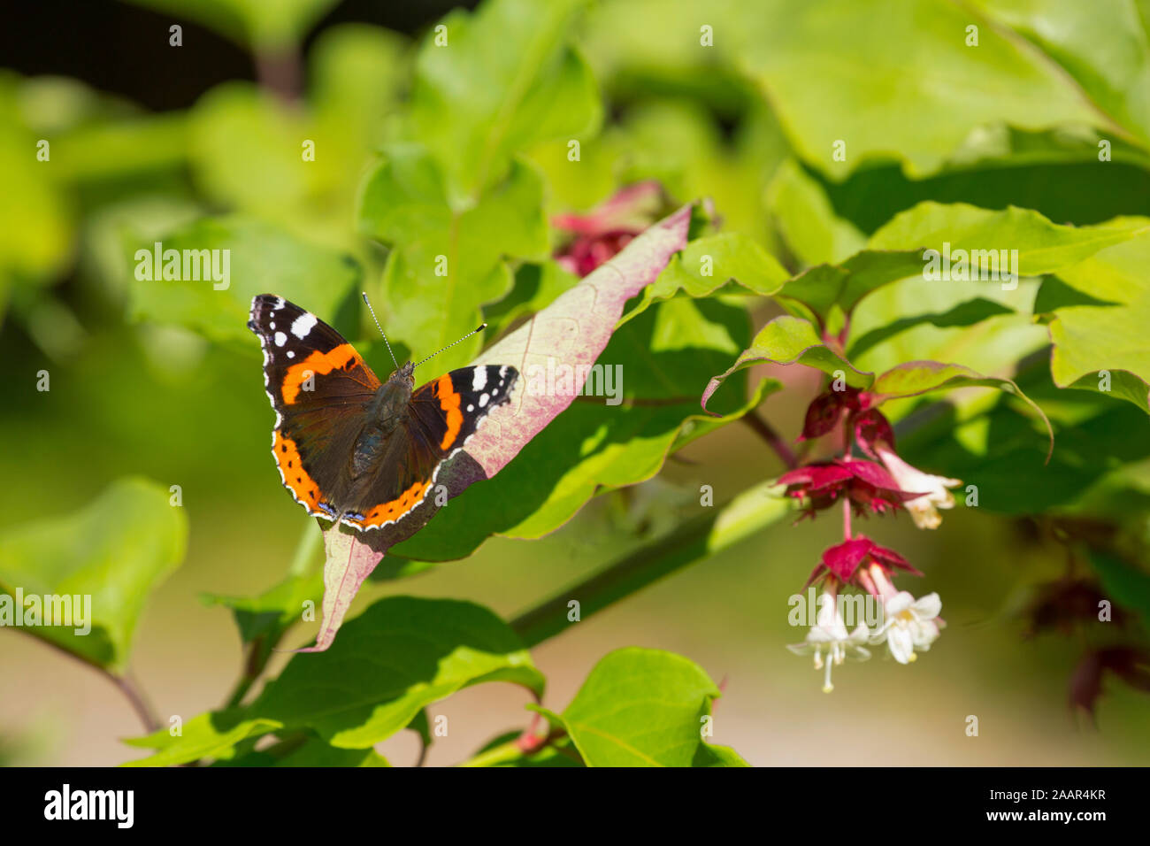 A Red Admiral butterfly, Vanessa atalanta resting on Himalayan Honeysuckle, Leycesteria formosa, in a garden in Lancashire England UK GB Stock Photo