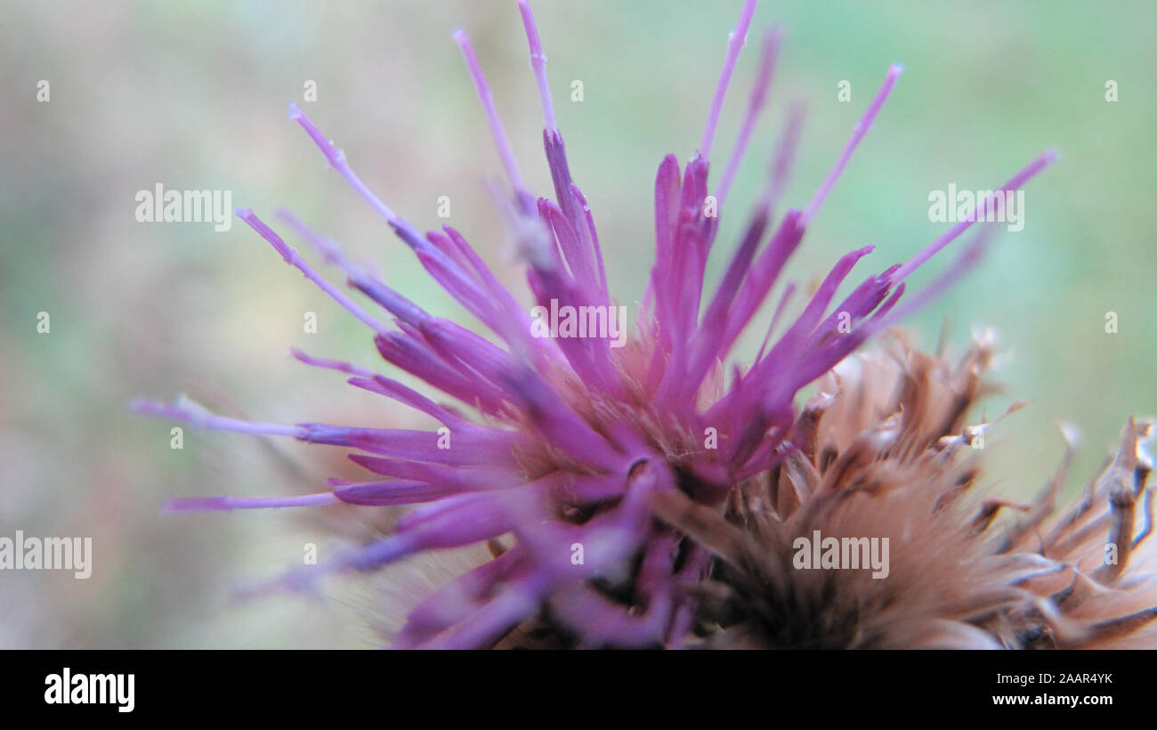 in Focus the open flower of the Healing marsh thistle with delicate pink petals fills the picture. The background is blurred in soft colours. Stock Photo