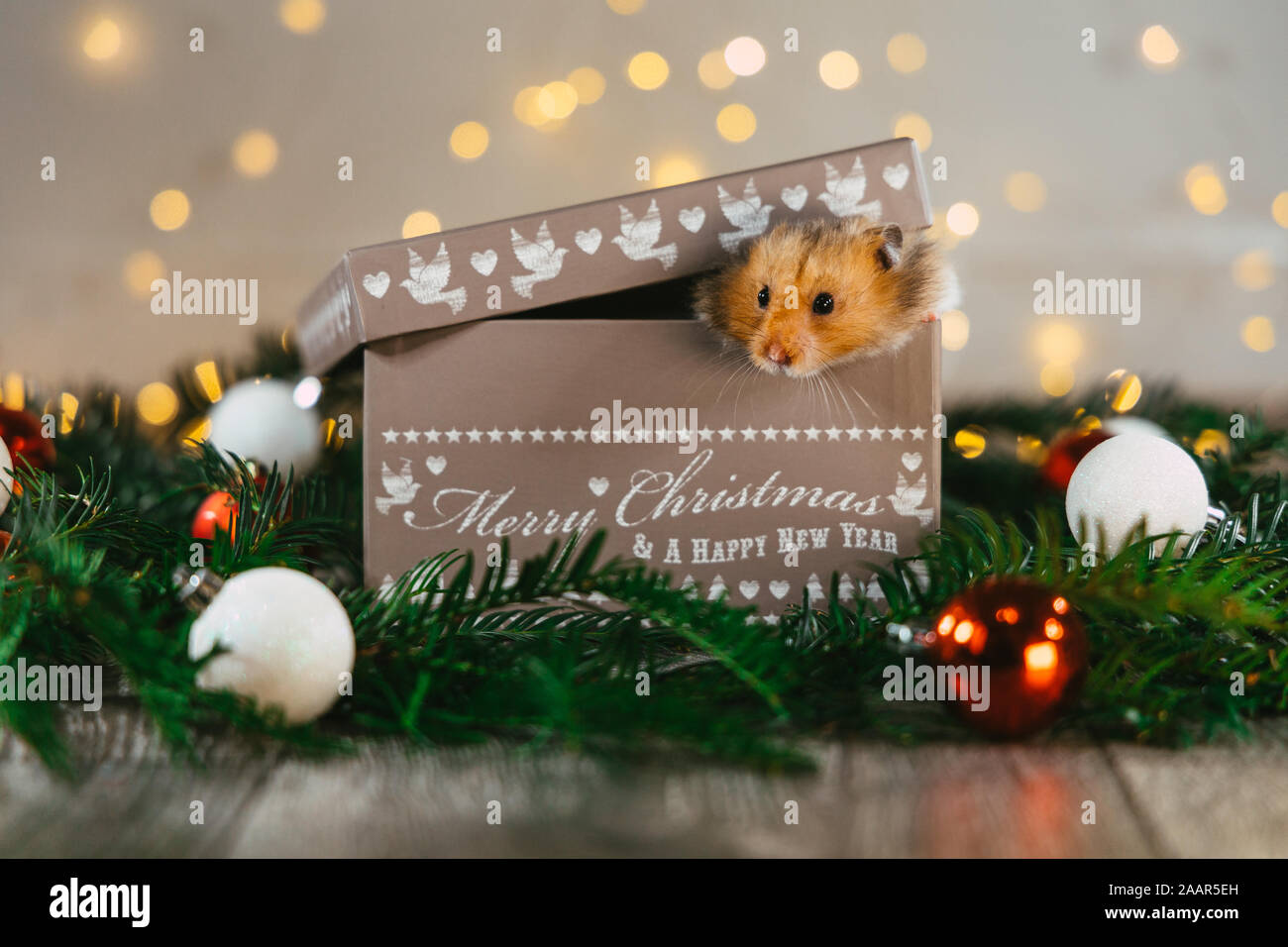 A cute pet hamster poking his head out of a Christmas gift box which is sat on Christmas tree branches and decorations in the festive animal photograph Stock Photo
