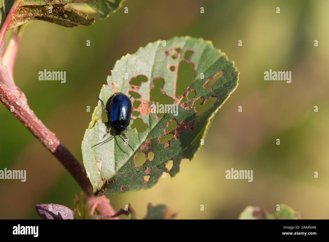 An example of the alder leaf beetle, Agelastica alni, on an alder leaf, Alnus glutinosa. After an absence of several decades it has re-established its Stock Photo