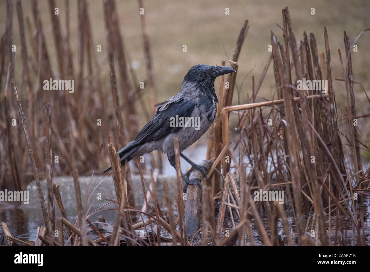 Crow hooded (Corvus corone cornix) in winter, Hortobágy National Park, Hungary Stock Photo