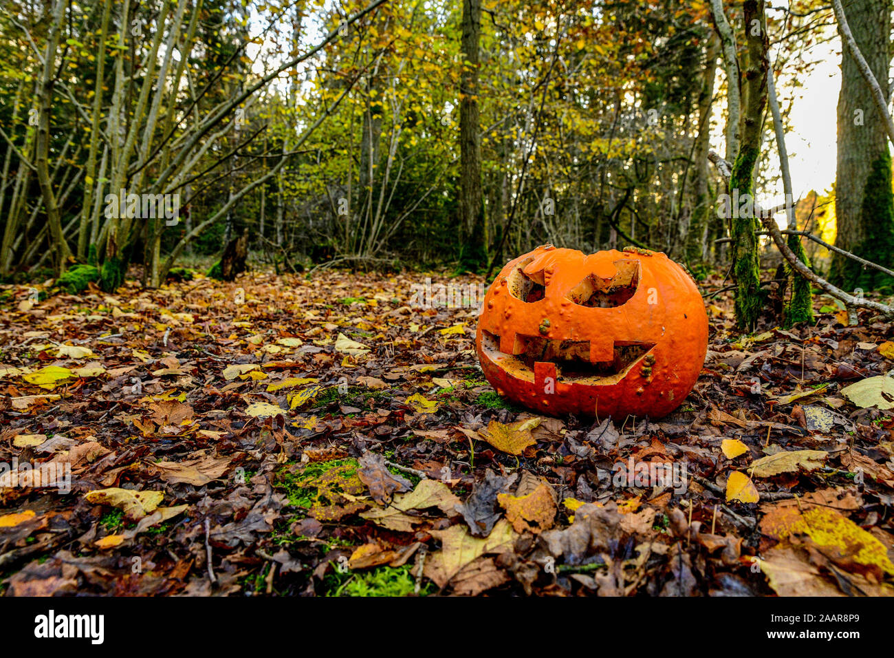 Halloween Pumpkin A Jacko'lantern carved pumpkin. Halloween