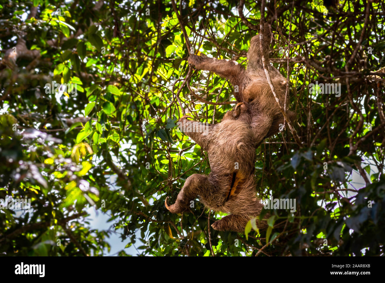 2 Sloths Fighting 2 Sloths Fighting