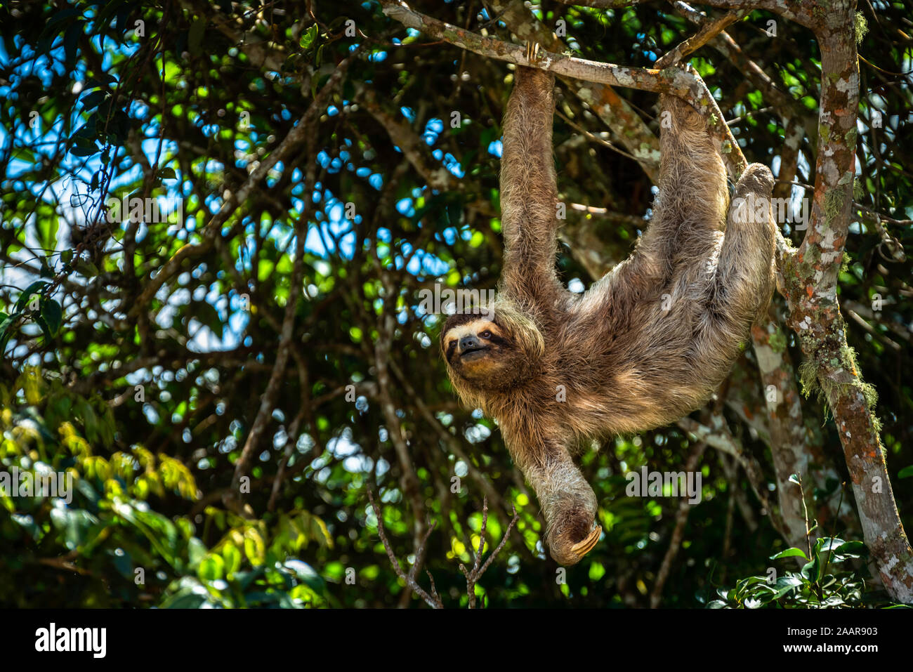 Image series of 2 young male brown-throated three-toed sloths fighting each other hard  over territory Stock Photo