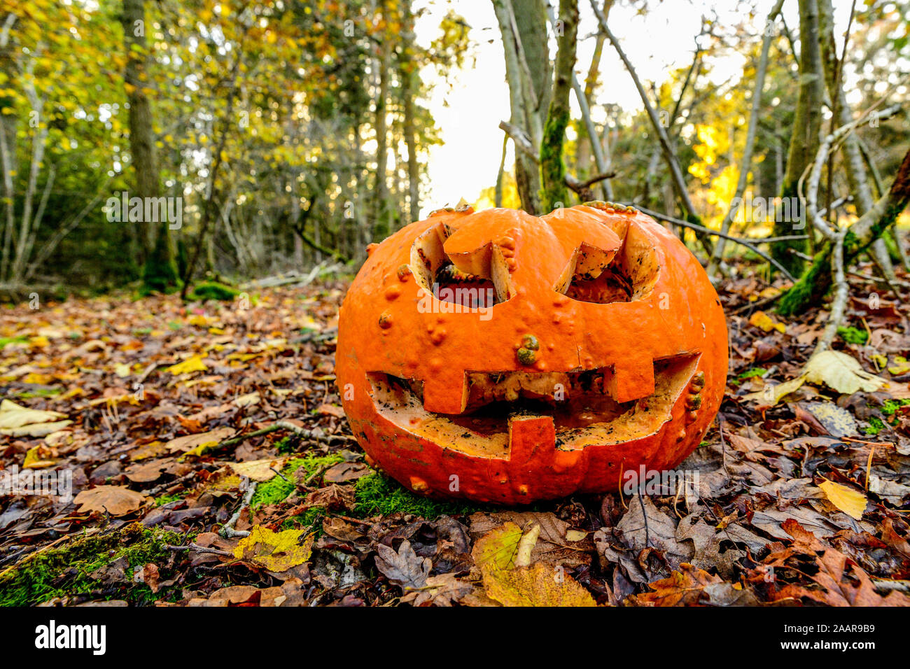 Halloween Pumpkin: A Jack-o'-lantern carved pumpkin. Halloween Background. Pumpkin has been left in woodland for animal feed and to naturally compost Stock Photo - Alamy Halloween Pumpkin: A Jack-o'-lantern carved pumpkin. Halloween Background. Pumpkin has been left in woodland for animal feed and to naturally compost Stock Photo - Alamy