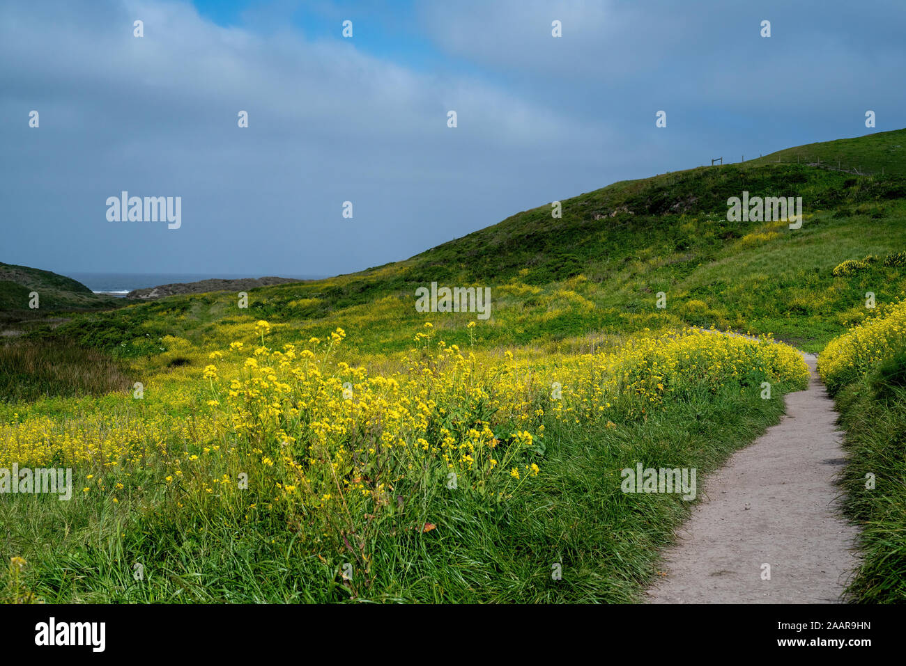 Kehoe Beach Trail to the ocean  in the spring at Point Reyes National Seashore, Marin County, USA,  featuring lots of mustard plant flowers, an invasi Stock Photo