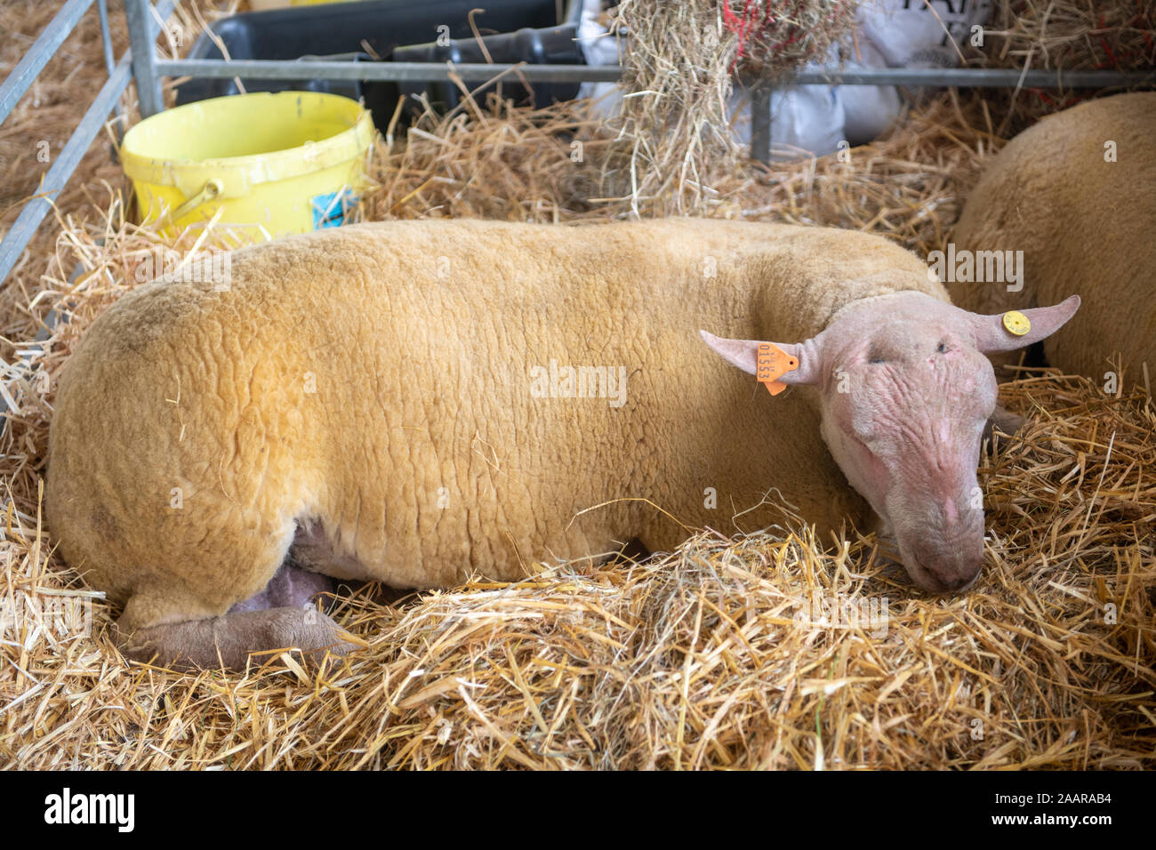 A sheared sheep sleeping at the Great Yorkshire Show, Harrogate, Yorkshire, UK Stock Photo