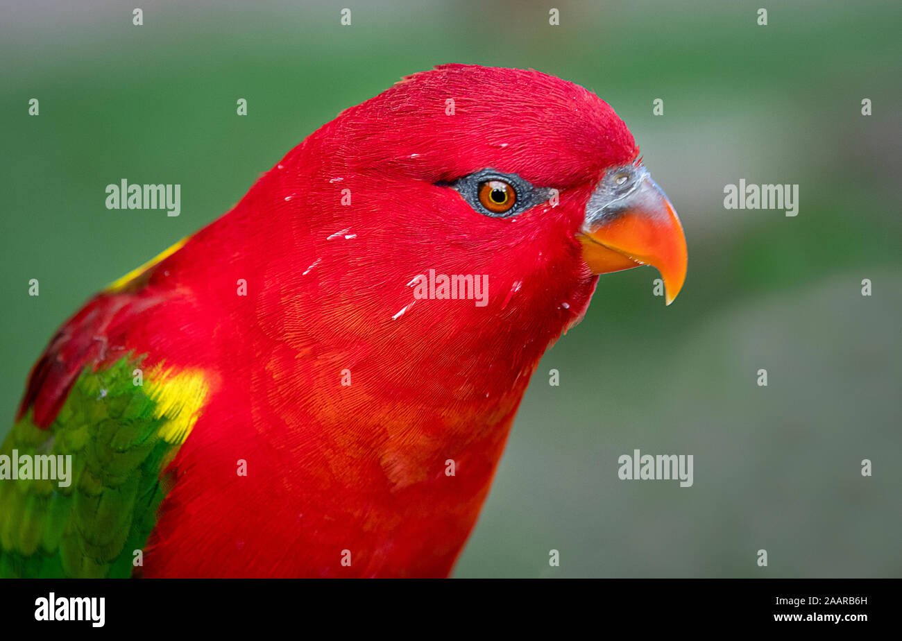 A close up head portrait of a Yellow-backed Chattering Lory, Lorius garrulus, This lory is endangered in its natural habitat due to habitat loss Stock Photo