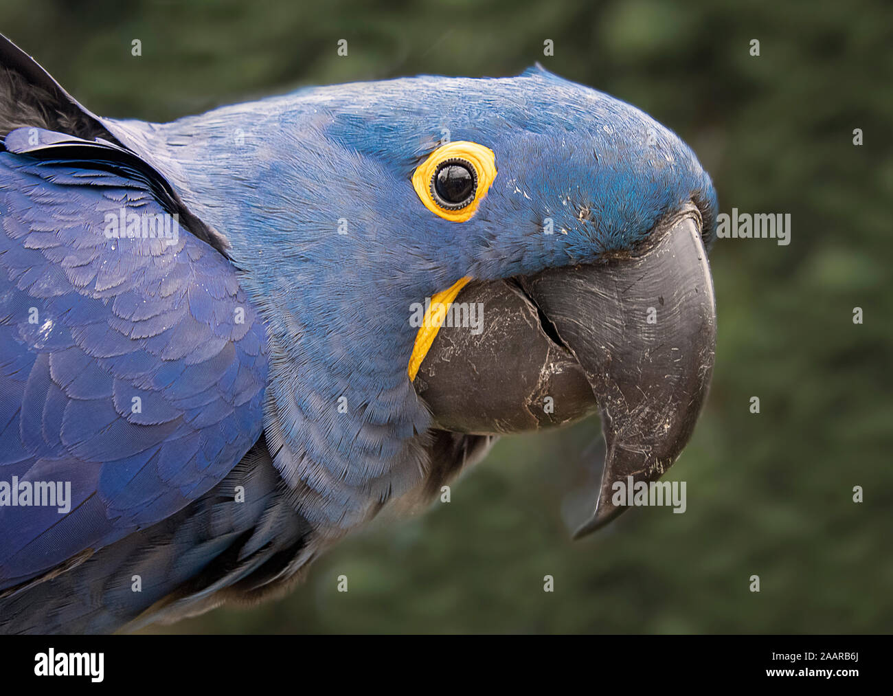 A very close portrait of the head of a hyacinth macaw, or hyacinthine macaw, a parrot native to central and eastern South America. Stock Photo