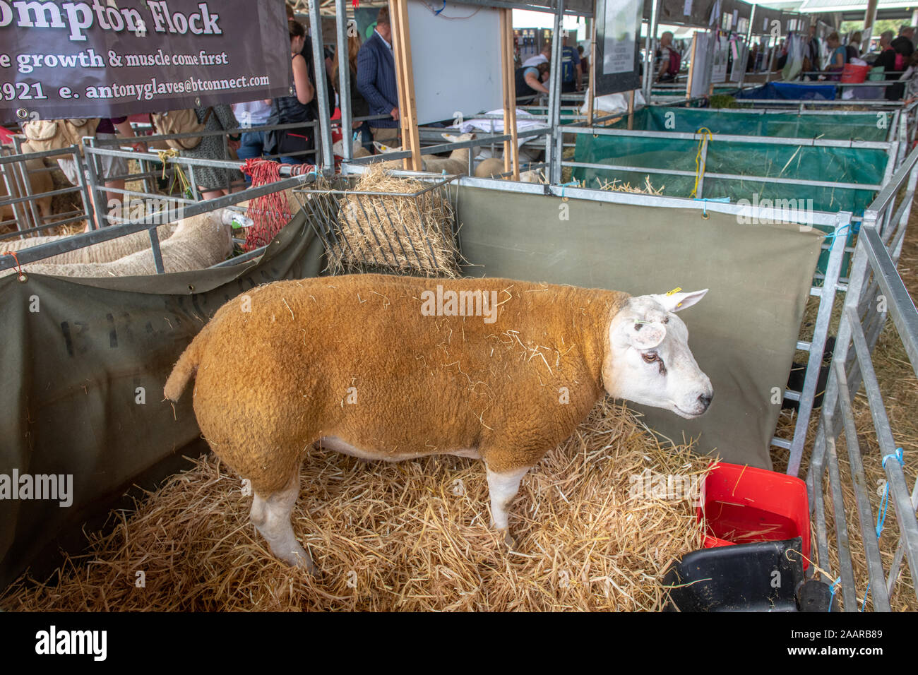 Sheep Show Stack Sheep kept in stalls at the Great Yorkshire Show, Harrogate, Yorkshire ...