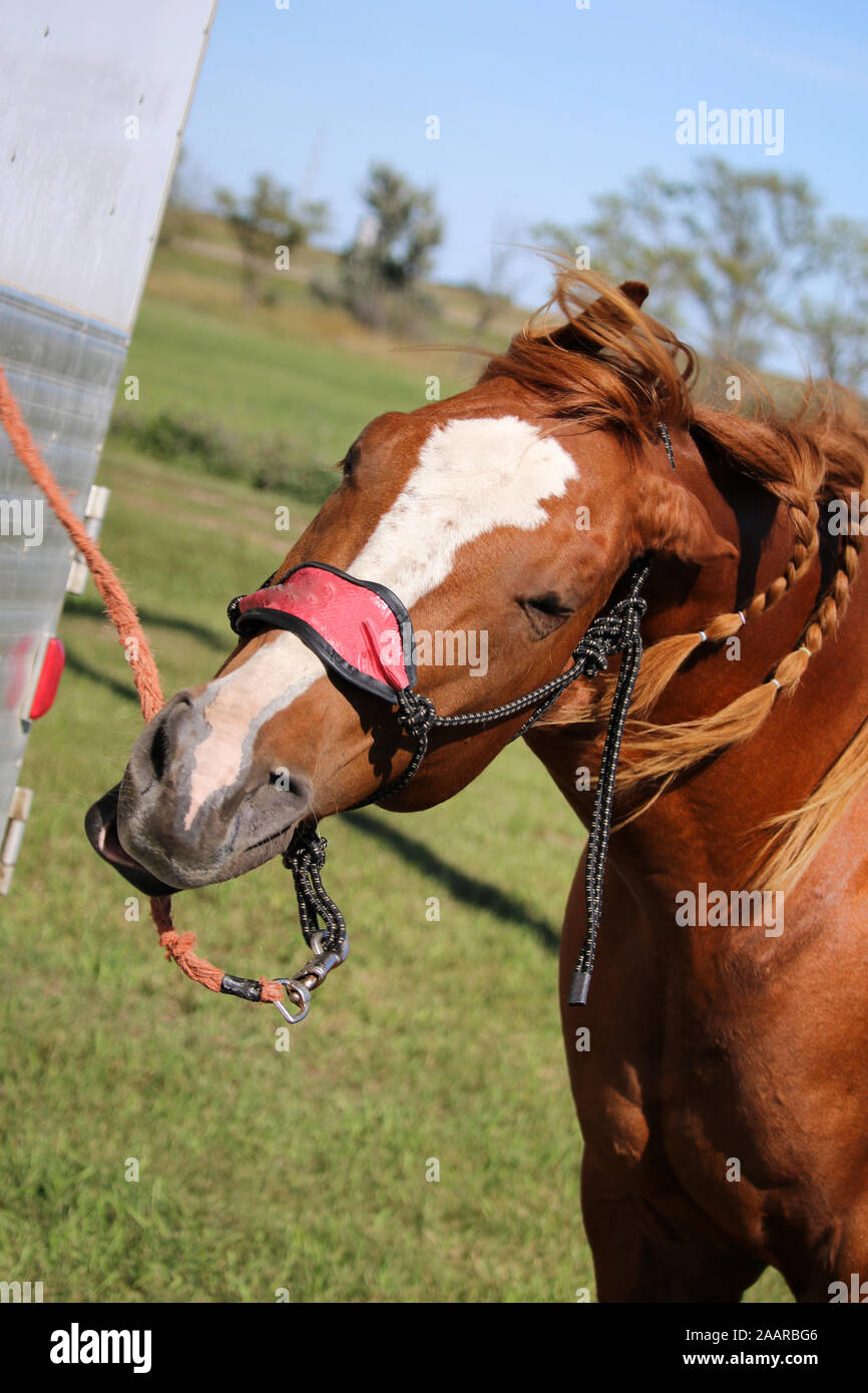 Halter horse competition hires stock photography and images Alamy