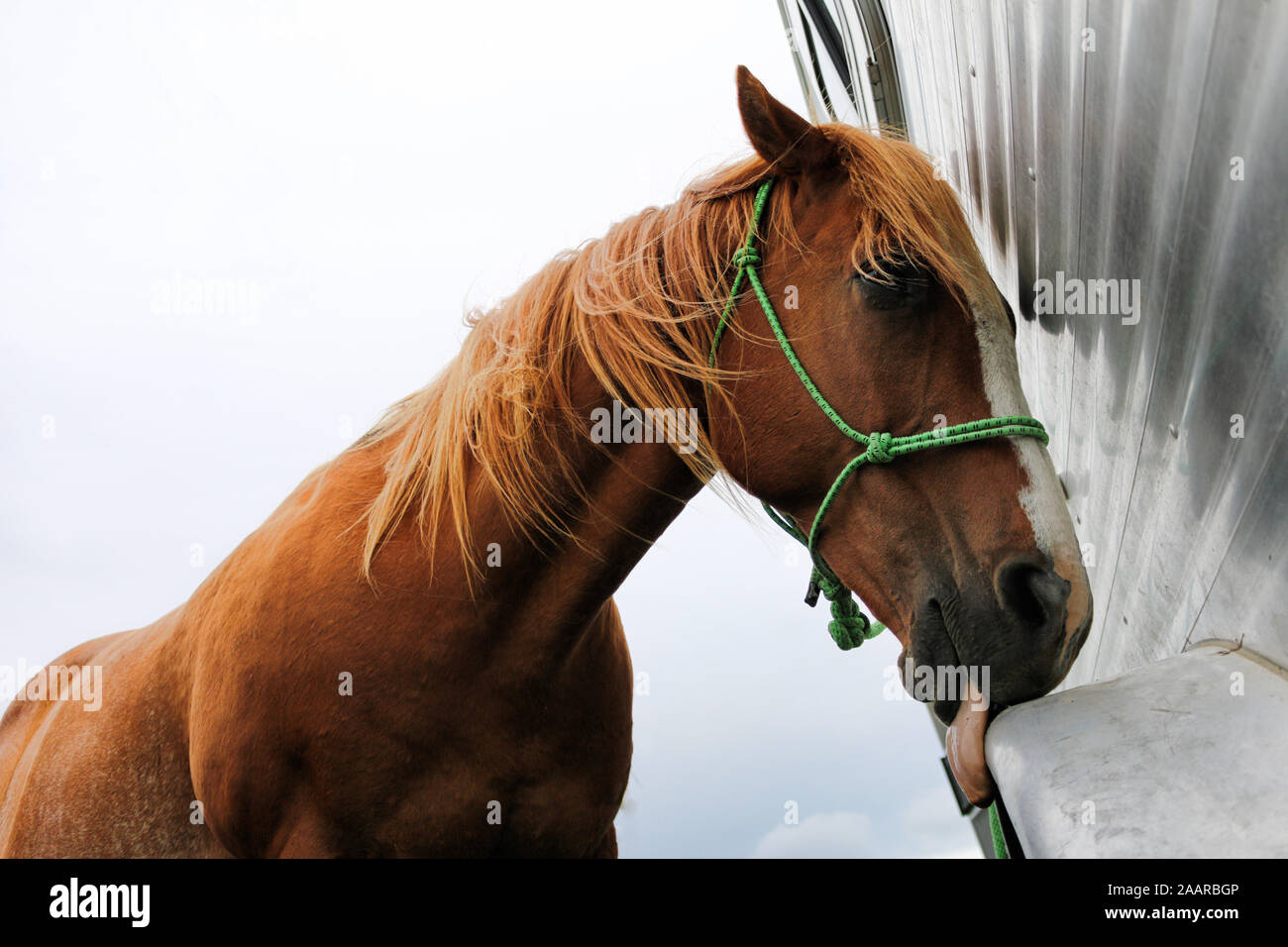 Chestnut horse red mane hi-res stock photography and images - Alamy