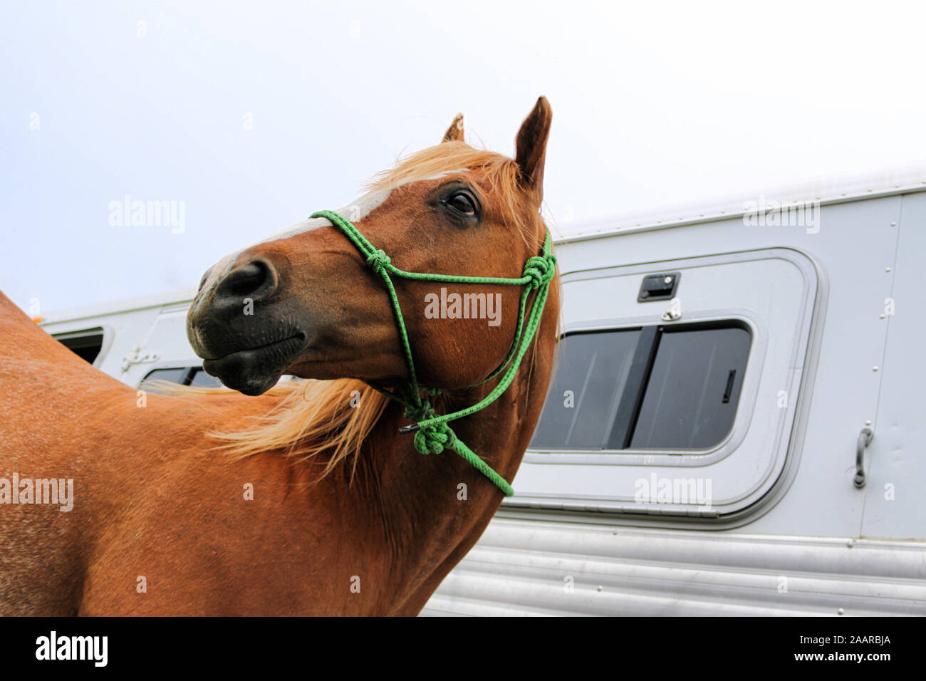 Roan horse hires stock photography and images Alamy
