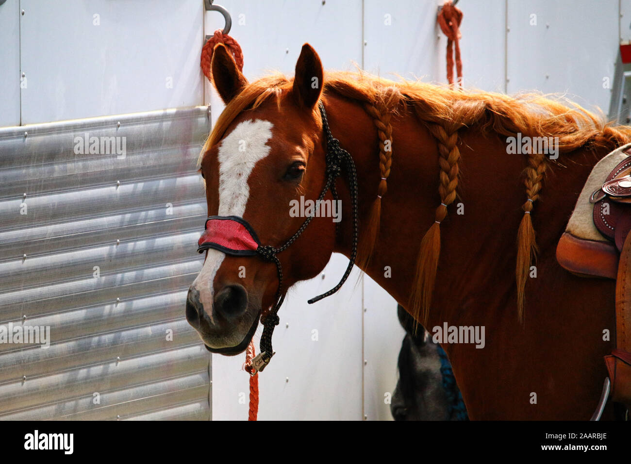 Red Horse Tied to Trailer with western saddle Stock Photo