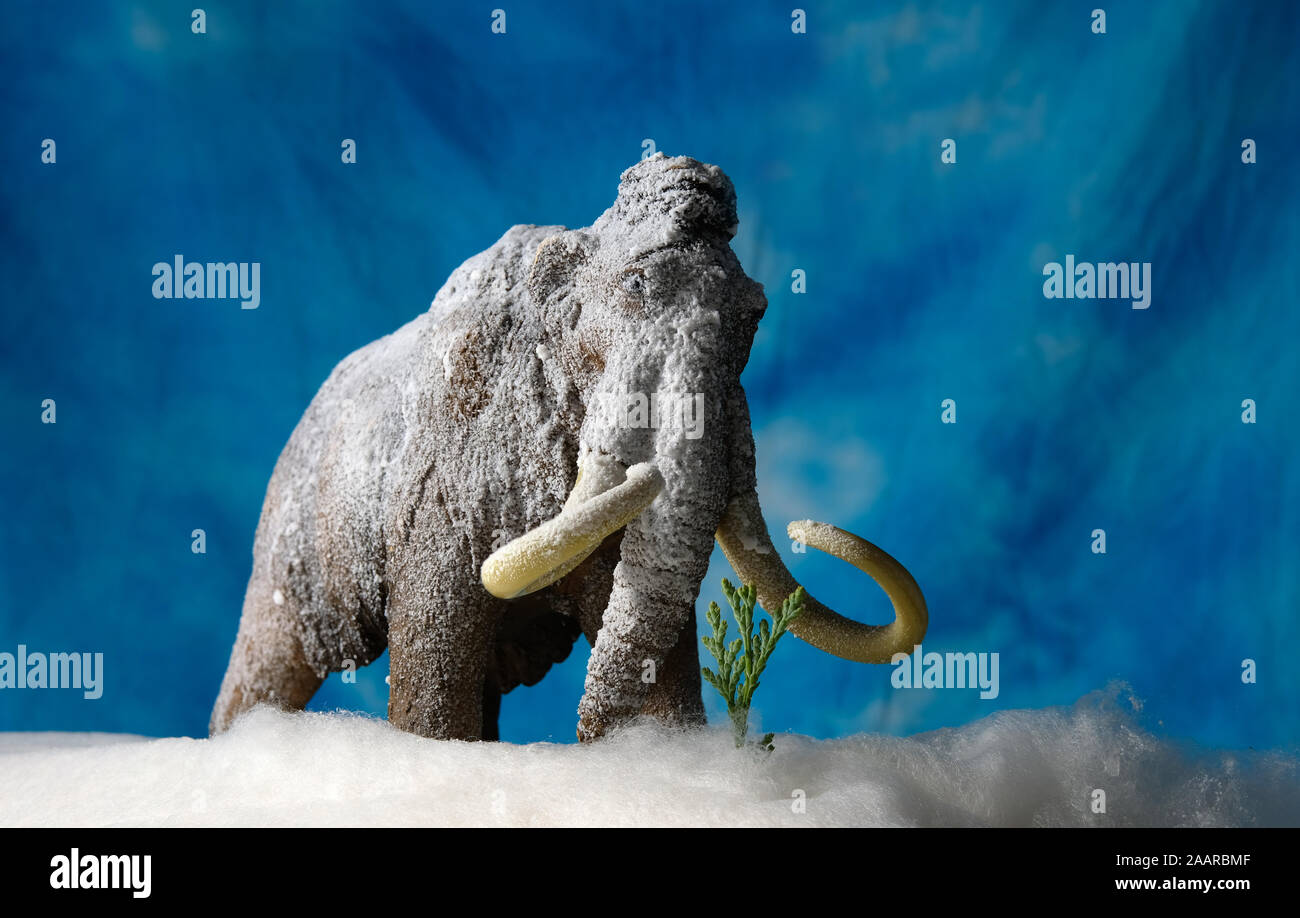 Isolated ice age mammoth head on view Stock Photo Alamy