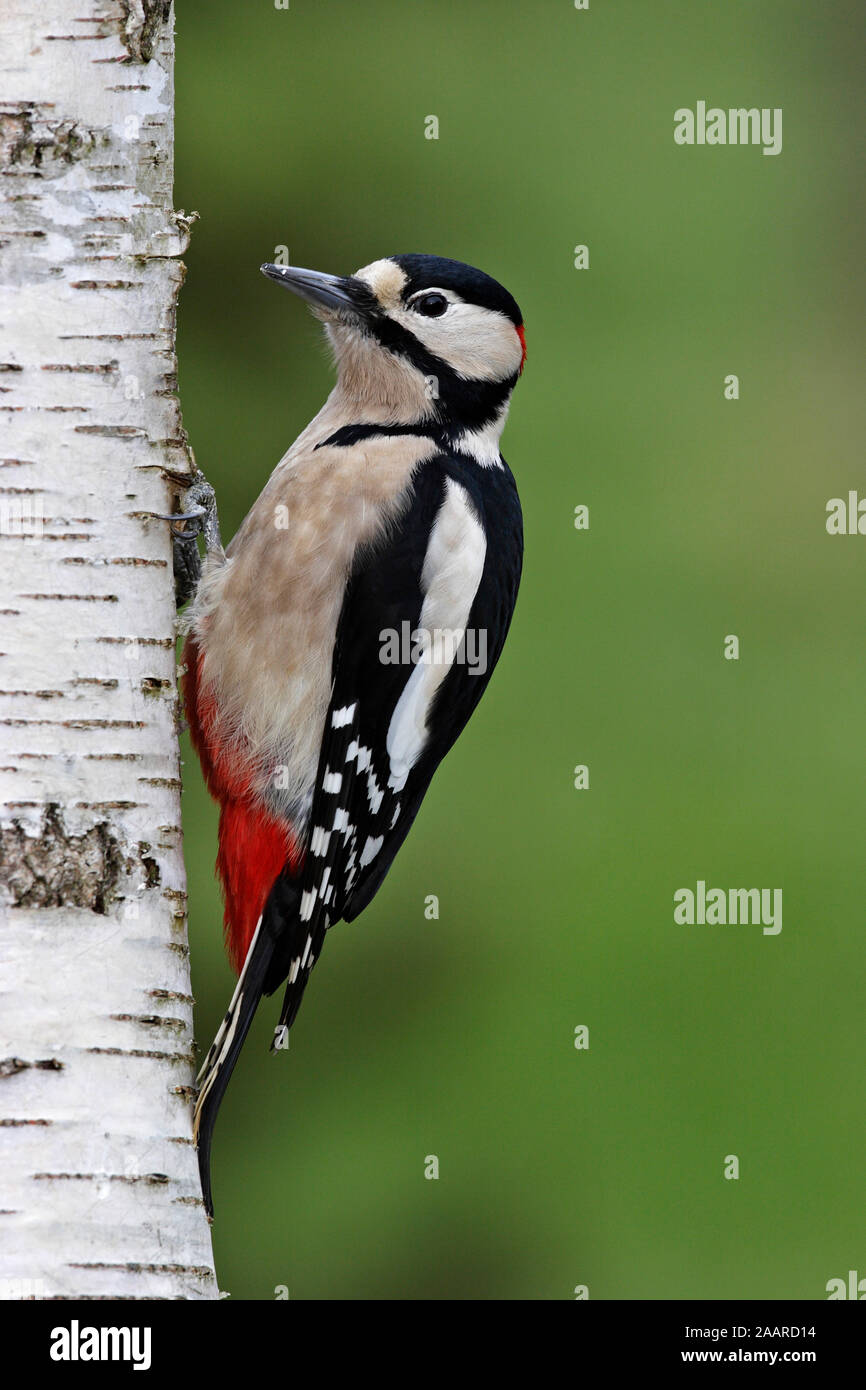 Birkenstamm Stock Photos Birkenstamm Stock Images Alamy