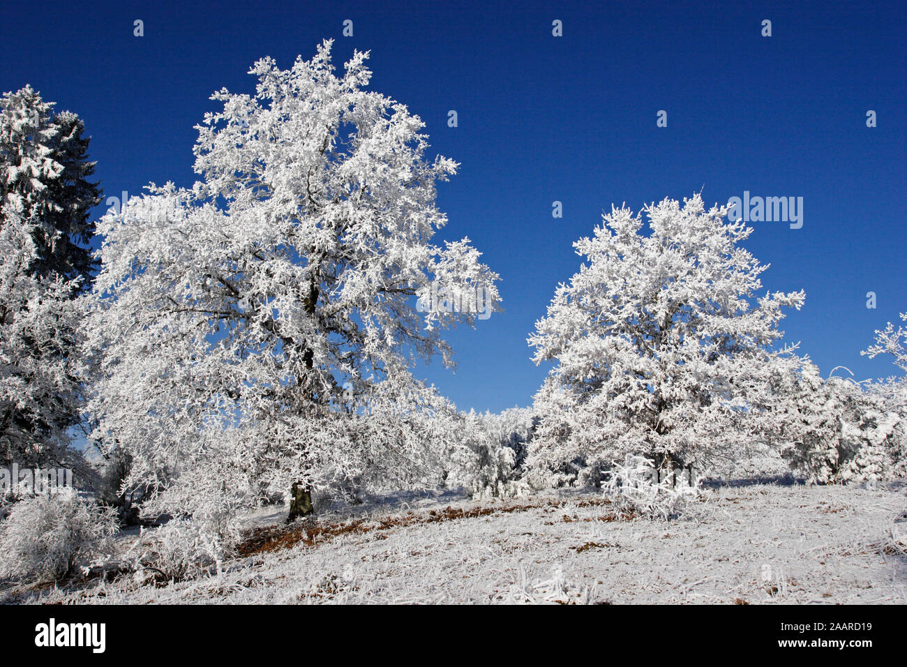 Naturschutzgebiet Dellenhäule im Winter mit Raureif Stock Photo